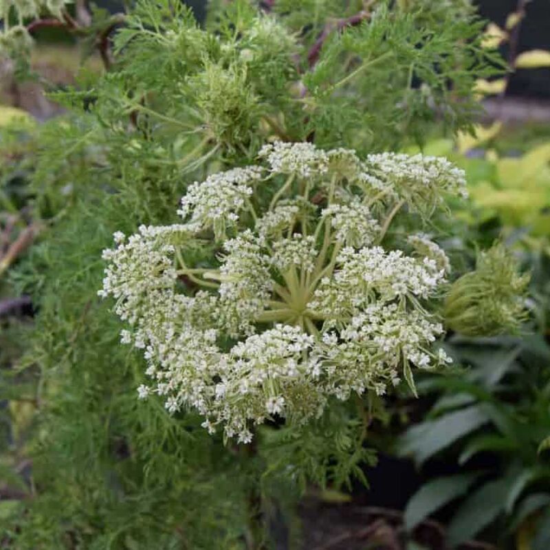 Selinum wallichianum ---